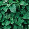 Fresno Seed Co. Lemon Balm Herb Seeds- 400mg packet (Approx.