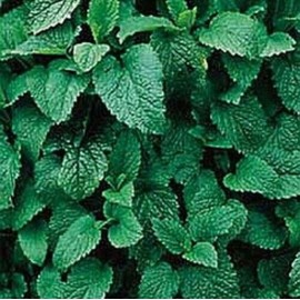 Fresno Seed Co. Lemon Balm Herb Seeds- 400mg packet (Approx. 500 seeds)