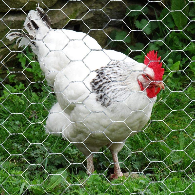 20GA Galvanized Hexagonal Poultry Netting Chicken Wire 18 inches x