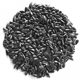 Todd's Seeds Black Oil Non-GMO Sprouting Sunflower Seeds Chemical Free (1/4 Pound)