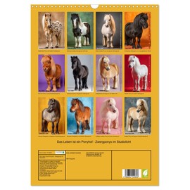 Life is a pony farm - dwarf ponies in the studio light, US-Version (Wall Calendar 2026 DIN A3 Portrait), CALVENDO 12 Month Wall Calendar