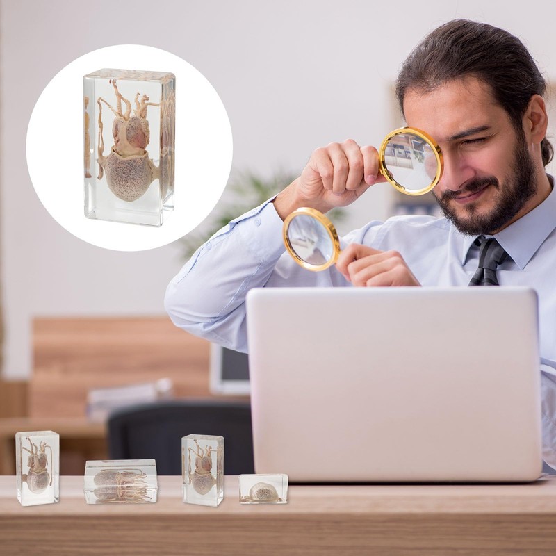 Taxidermy Squid Insect in Resin, 2.9 x 1.6 x 1