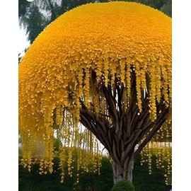 Golden Shower Tree Seeds for Planting (10 Seeds) - Stunning Weeping Yellow Blooms