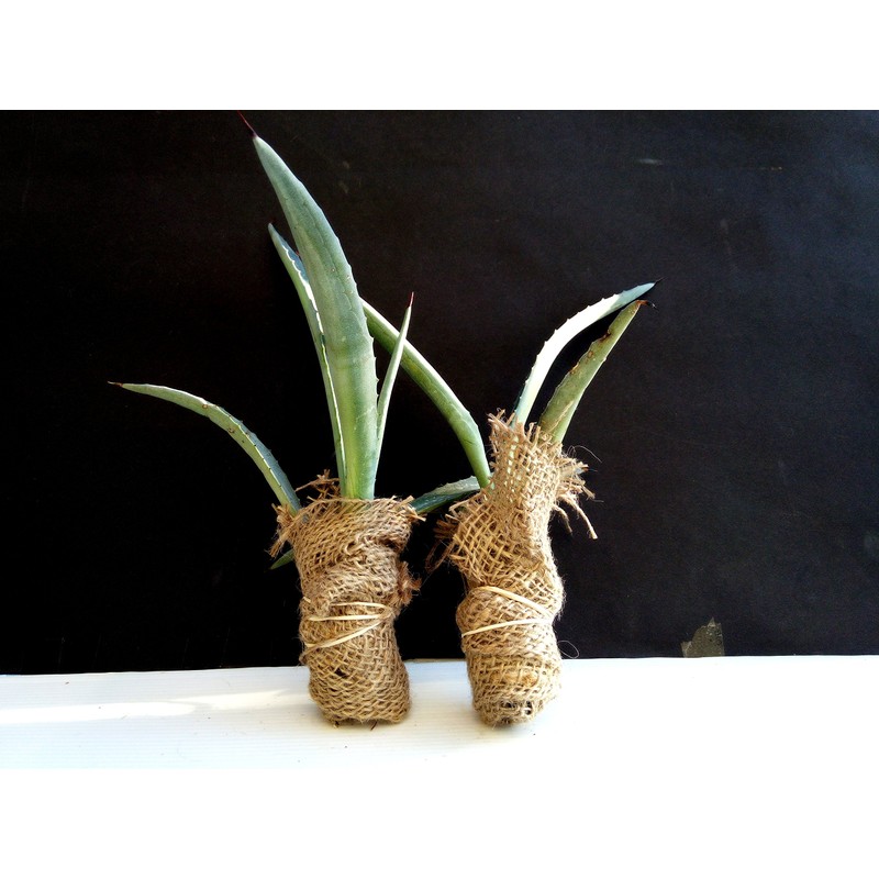 Agave Americana - Blue Agave - 2 Plants in Big