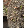 Palm Chinese Fan Palm Seedlings (10) 1”-2” Tall