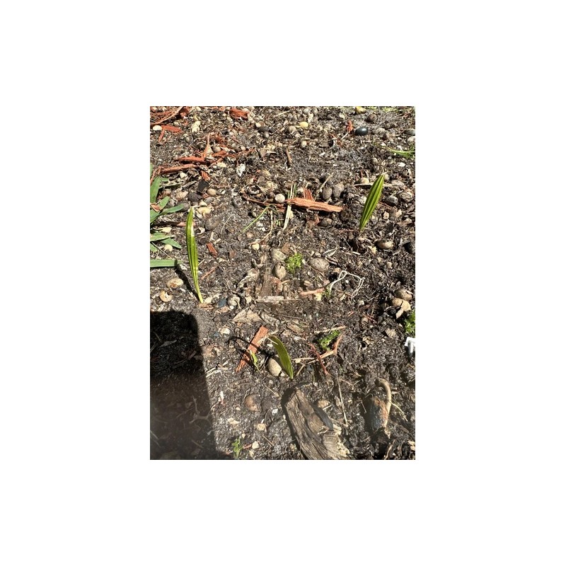 Palm Chinese Fan Palm Seedlings (10) 1”-2” Tall