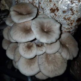 Out Grow Tarragon Oyster Mushroom (Pleurotus eunosmus) Liquid Culture