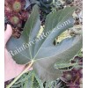 RainforestRose.com Fig leaves FRESH cut / DRY tree Organic Grown