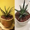 1.5 Lb Red Lava Rocks for Plants Decorative Landscaping 1/2"