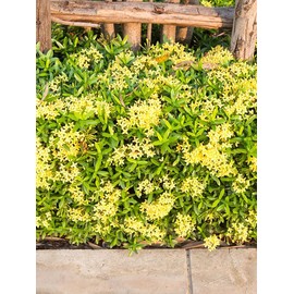 Ixora Yellow | 2 Extra Large 3 Gallon Plants | Ixora chinensis | Bright Garden Highlight | Sun-Loving Tropical Shrub