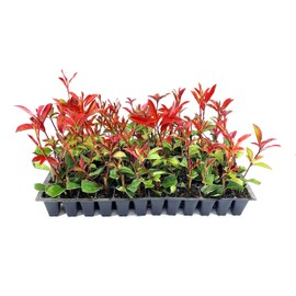 Photinia Red Tip - 10 Live Plants - Photinia x Fraseri - Evergreen Landscape Shrub