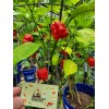 Carolina REAPER Super HOT Pepper Seeds Unique Creek Homestead Certified