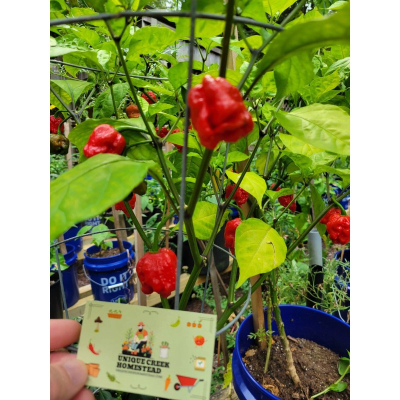 Carolina REAPER Super HOT Pepper Seeds Unique Creek Homestead Certified