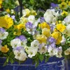 Outsidepride Pansy Cool Wave Pastel Mix - 15 Seeds