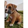 Vivid Arts Pet Pals - Boxer Puppy