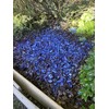 Nature Bond-1 Gallon- 128oz, Mulch Glue, Great for Mulch, Sand,Straw,