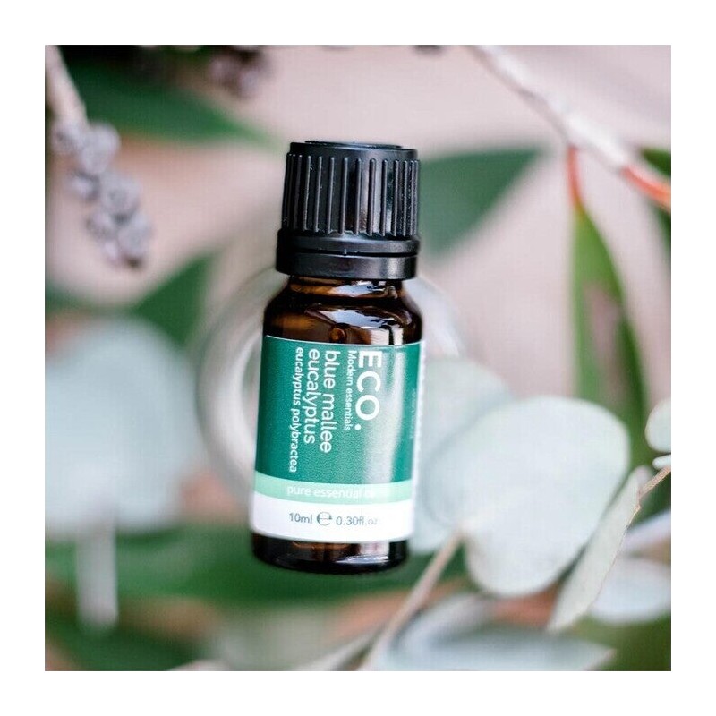 ECO. Modern Essentials Australian Eucalyptus (Blue Mallee) Pure Essential Oil,