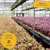 Costa Farms Bonsai Miniature Tree Live Plant in Decorative Pot,