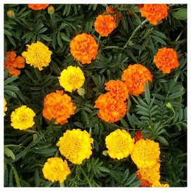 Everwilde Farms - 1 Lb Crackerjack African Marigold Wildflower Seeds - Gold Vault