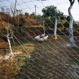 LXGKREL Bird Protection Net Chicken Net Garden Net Poultry Net Green Mesh 4 cm Strong Bird Net Pond Net Fruit Protection Pool Net UV-Resistant Robust