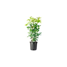 Fragrant Tea Olive Shrub | 2 Extra Large 3 Gallon Plants | Osmanthus Fragrans Blooming Specimen