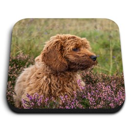 1 x Square MDF Fridge Magnet - Fluffy Cockapoo Puppy Dog 2703