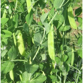 Southeast Seeds Mammoth Melting Sugar Snow Pea Seeds, NON-GMO, Heirloom, FREE SHIPPING - 12 Seeds or 1/8 OZ