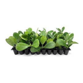 Clusia Guttifera Small Leaf | 3 Live Plants | Clusia guttifera | Privacy Hedge Plants | Evergreen Shrub for Tropical Landscaping