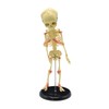 Single Head Infant Bone Model The Medical Teaching Model is