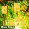 Qualirey 20 Pcs 6 x 8 Inch Sticky Traps for