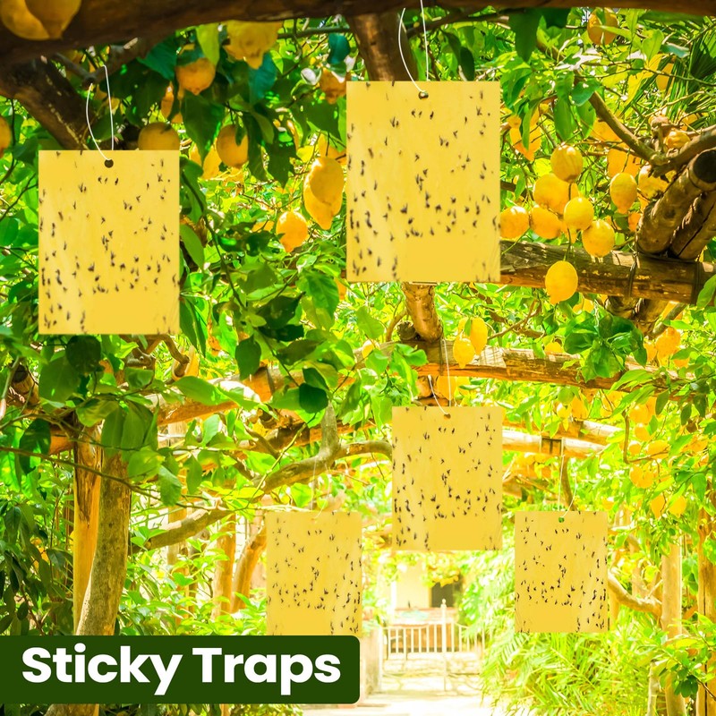 Qualirey 20 Pcs 6 x 8 Inch Sticky Traps for