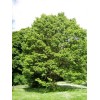 Buy Rare Seeds Hovenia dulcis | Japanese Raisin Tree |