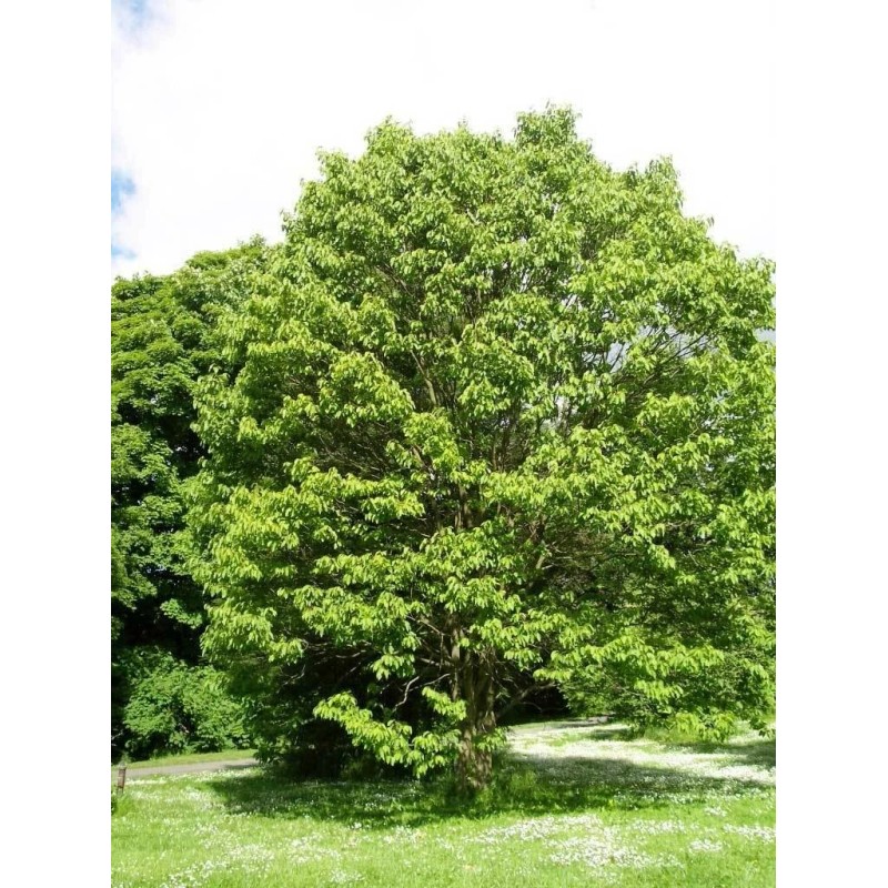 Buy Rare Seeds Hovenia dulcis | Japanese Raisin Tree |