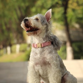 PET ARTIST Bright & Classic Leather Dog Collar, Durable & Heavy Duty Pink Dog Collar with Quick Release Metal Buckle, Adjustable Nylon Padded Pet Collar for Large Dogs Girl, Neck Fit 16-27"