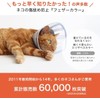 Elizabeth Color Cat Soft Clear Feather Color SL Stripe Blue