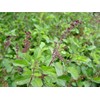 Lowhill Valley Holy Basil Leaf - Ocimum sanctum/tenuiflorum – Handpicked