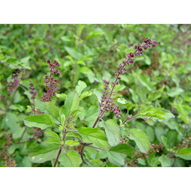 Lowhill Valley Holy Basil Leaf - Ocimum sanctum/tenuiflorum – Handpicked