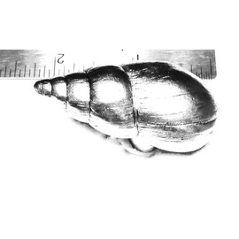 Decorative Single KNOB Snail Cabinet/Drawer KNOB KN220AS