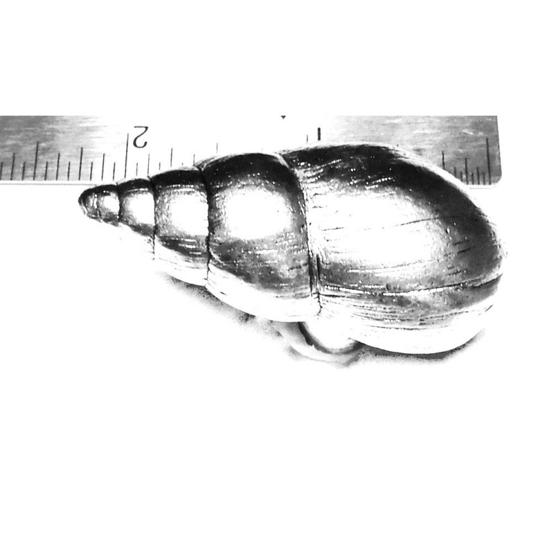 Decorative Single KNOB Snail Cabinet/Drawer KNOB KN220AS