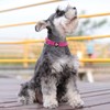azuza Reflective Dog Collar, Soft Chloroprene Rubber Filled Pet Collar