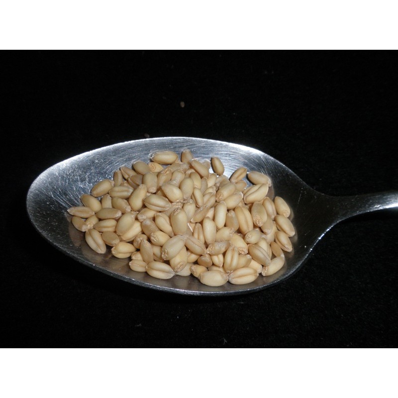Soft White Wheat Berries 4 Pounds Kernels, USDA Certified Organic,