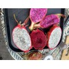 Cactus 9 Delicious Dragon Fruit cuttings 8-14 inches long check