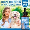 Dog Cough Treatment Liquid • Kennel Cough for Dogs &