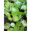 3 Water Hyacinth, 3 Water Lettuce Bundle. See Shipping Policy