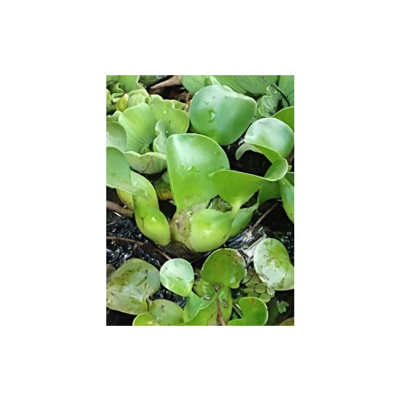 3 Water Hyacinth, 3 Water Lettuce Bundle. See Shipping Policy