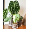 Clear Flower Pots with Holes and Saucers for Tropical Plants