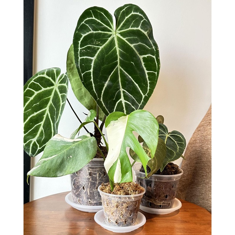 Clear Flower Pots with Holes and Saucers for Tropical Plants
