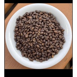 Florida morning glory Water spinach seeds, morning glory seeds, Ong choy, 100+ From Florida Garden