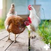 ReaVET Breeding Aid Eggs in Net Pack of 25 -