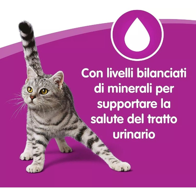 WET CAT FOOD WHISKAS FISH LUNCHES FOR ADULT CAT 6